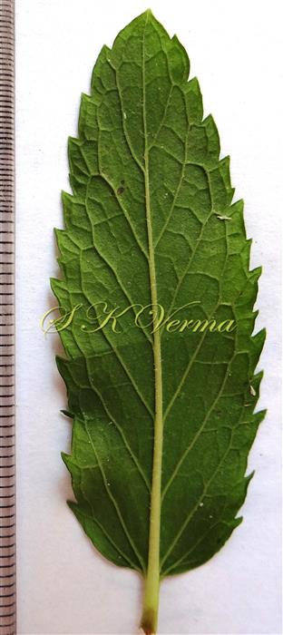 Leaf (Abaxial view)